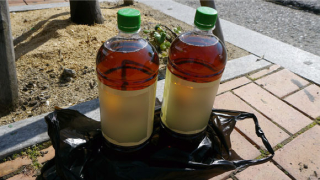 Illustration for article titled Anger Over Korean Poo Wine Video